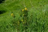 Chamaecytisus ruthenicus