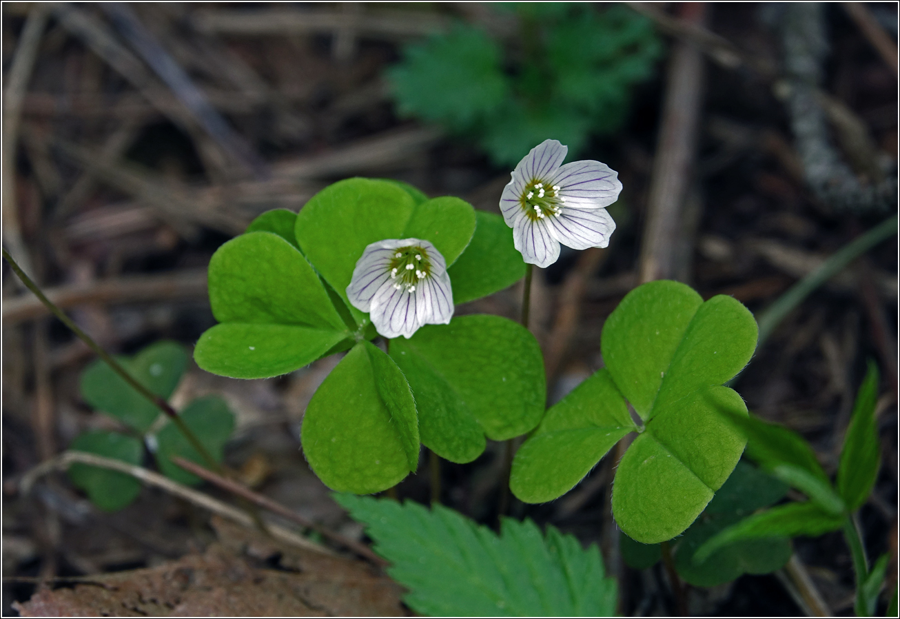 Image of Oxalis acetosella specimen.