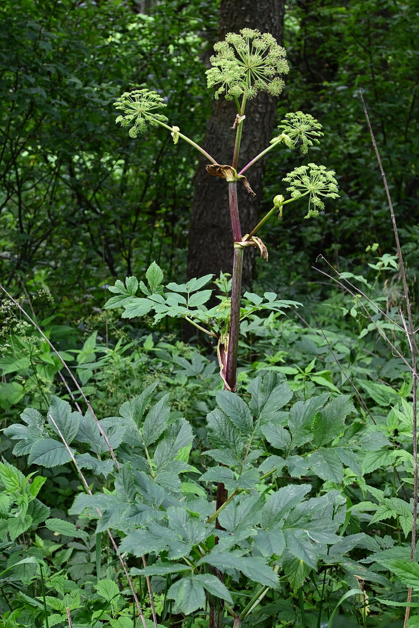 Image of Archangelica officinalis specimen.