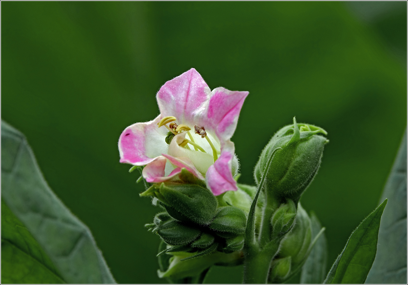 Image of Nicotiana tabacum specimen.