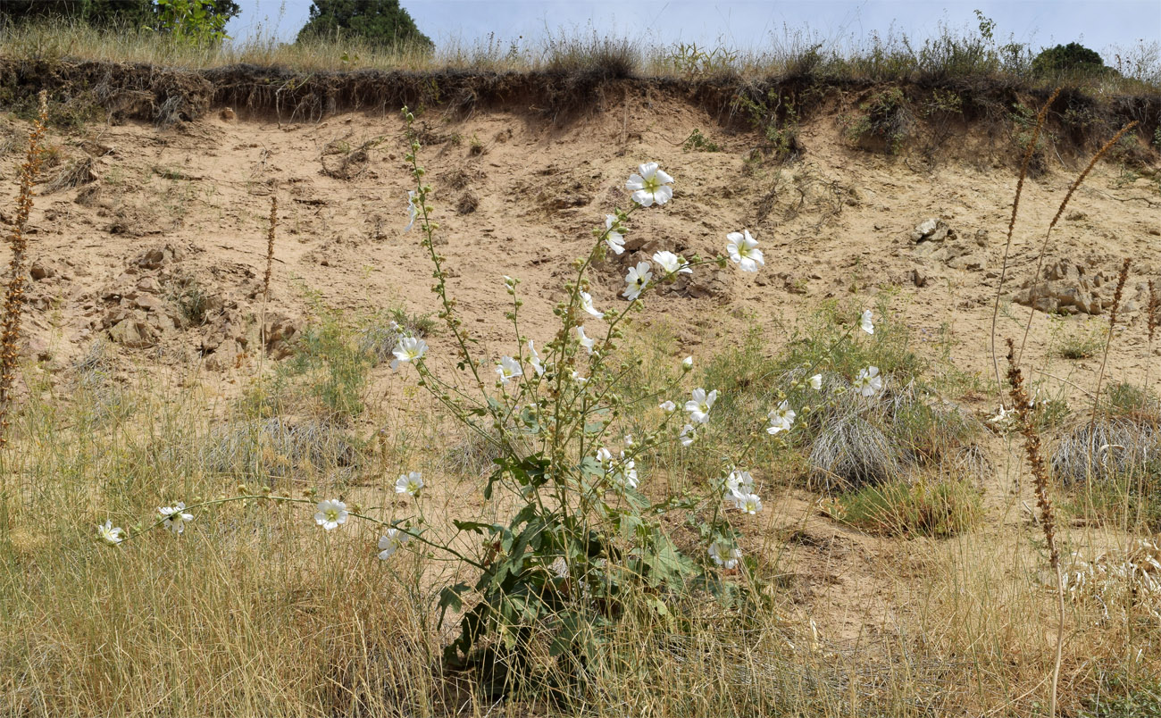 Image of Alcea nudiflora specimen.