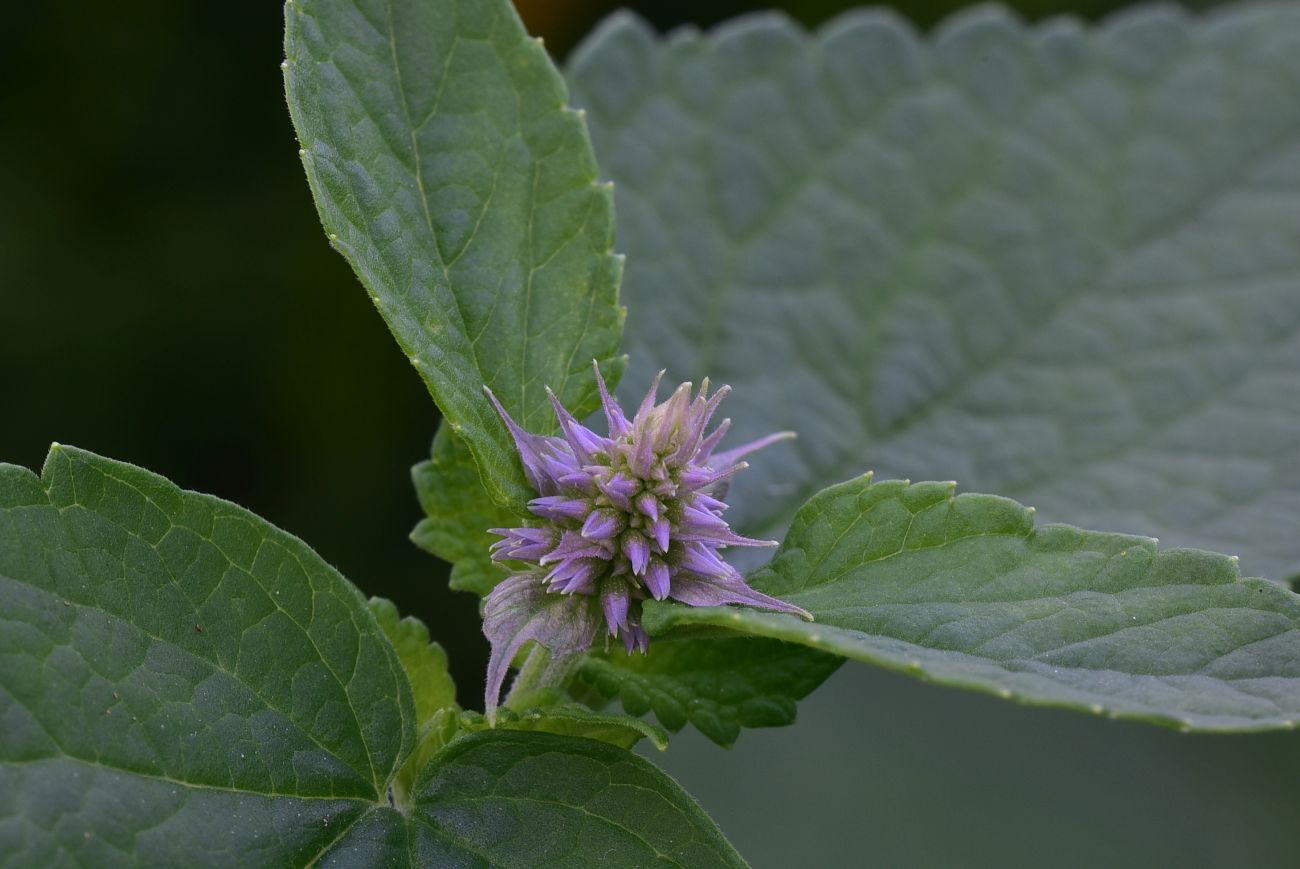 Изображение особи Agastache rugosa.