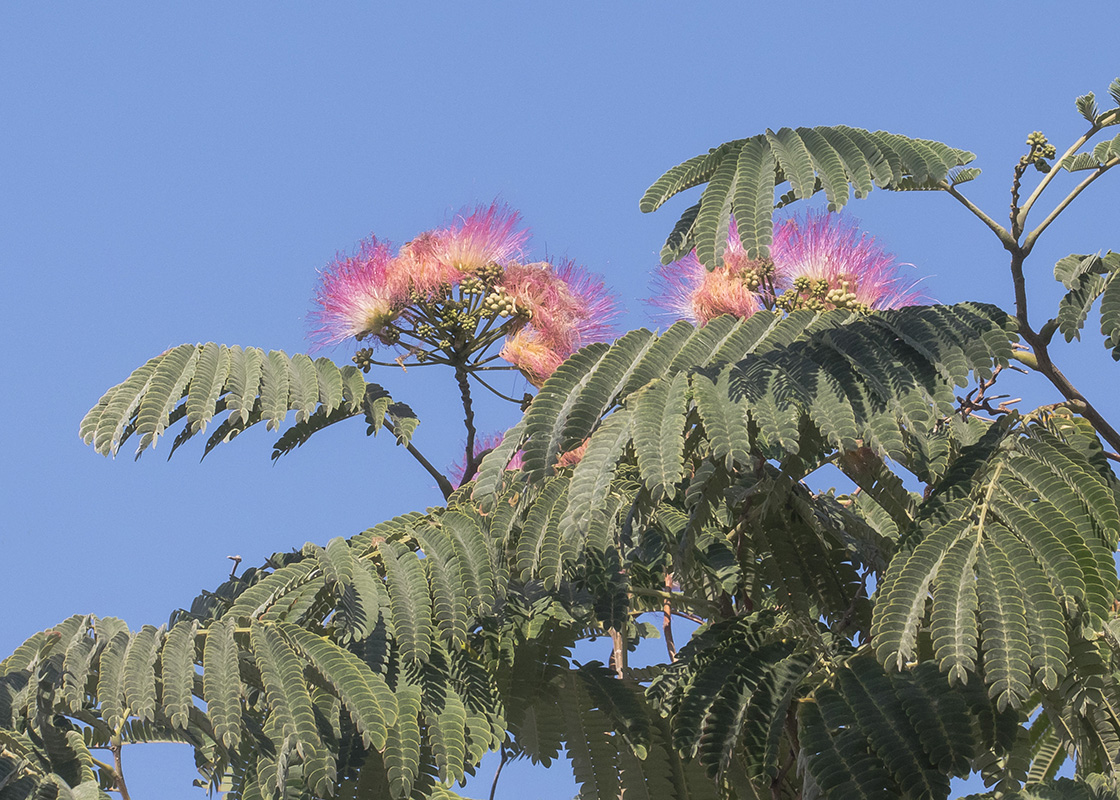 Image of Albizia julibrissin specimen.