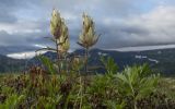 View full-size image genus Castilleja