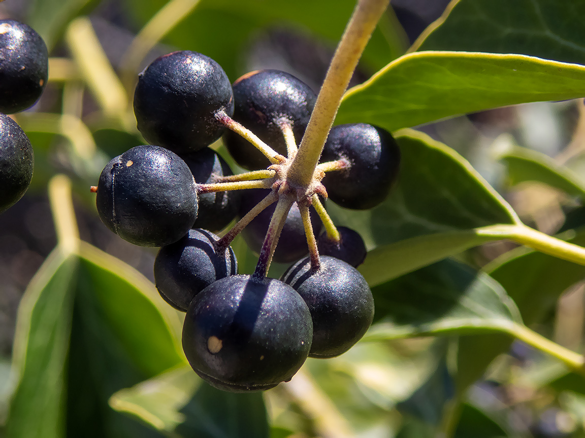 Изображение особи Hedera helix.