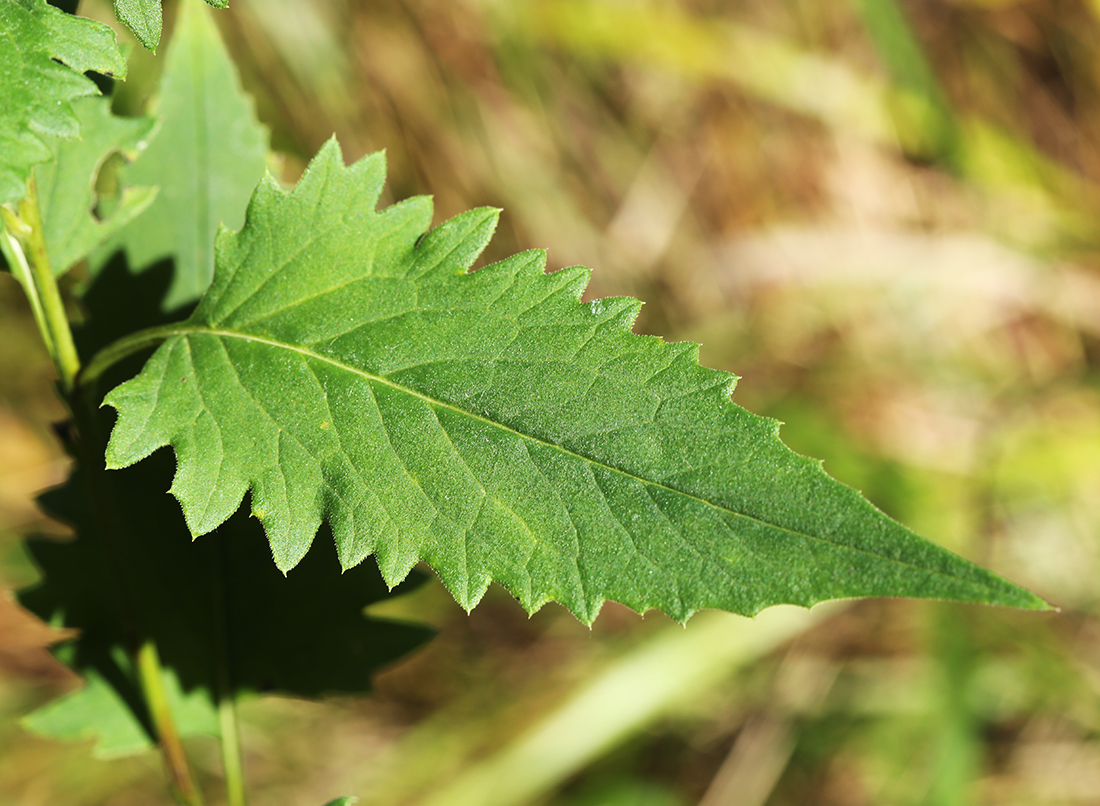 Изображение особи Saussurea odontolepis.