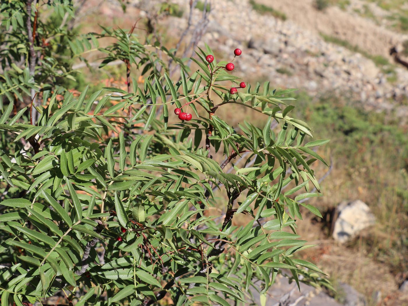 Изображение особи Sorbus tianschanica.