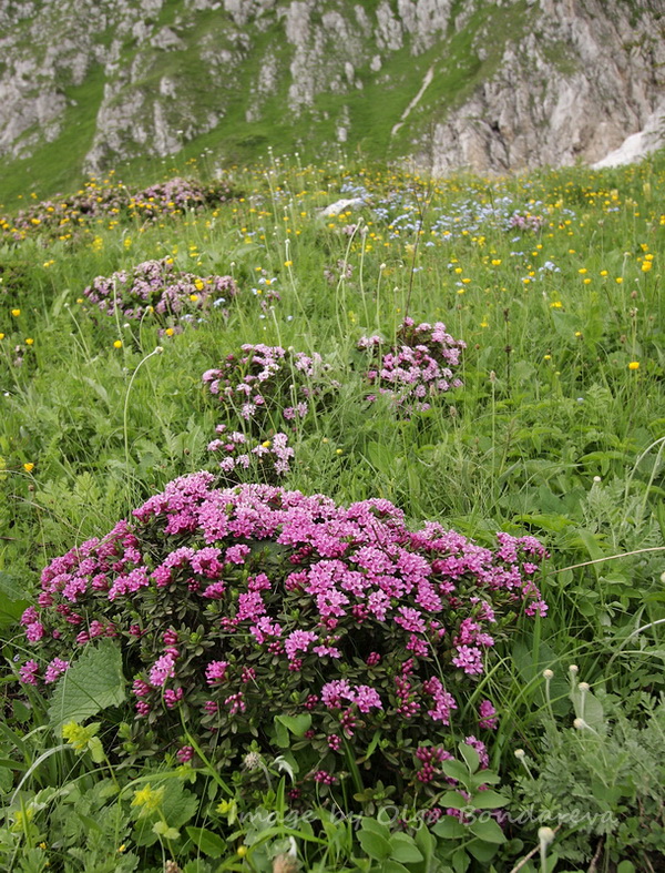 Изображение особи Daphne circassica.