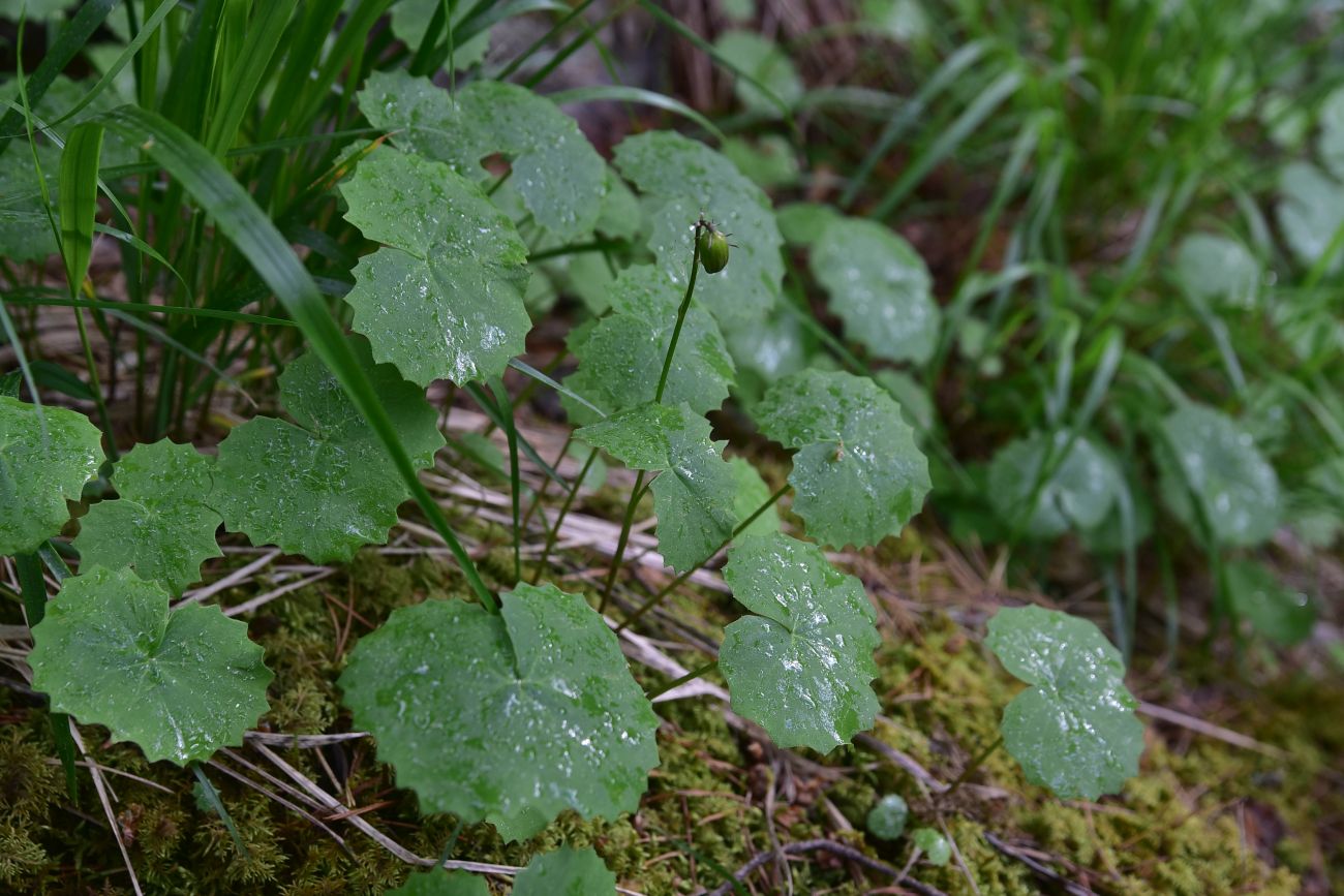 Image of Dolichorrhiza renifolia specimen.