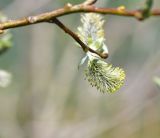 род Salix
