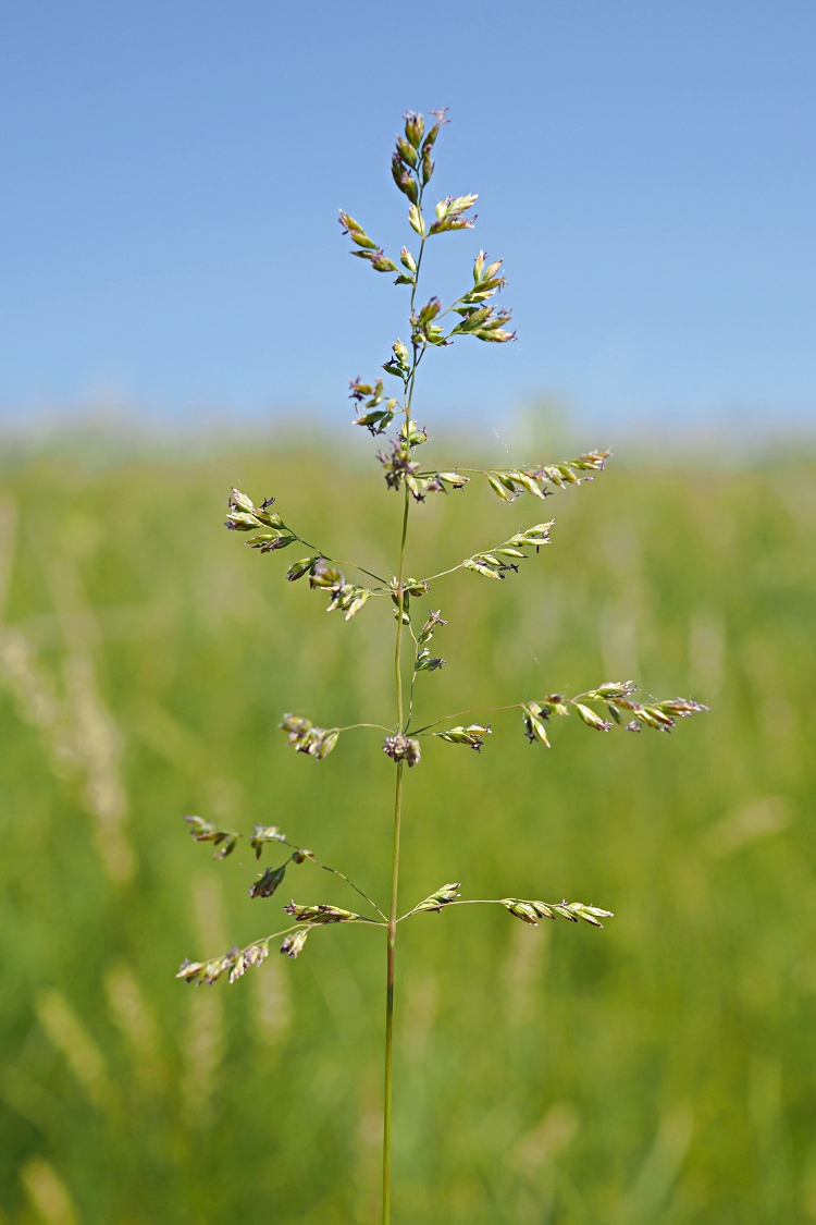 Изображение особи род Poa.