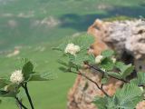 Sorbus caucasica. Ветви с соцветиями. Карачаево-Черкесия, Зеленчукский р-н, гора Джангур, ≈ 1500 м н.у.м., задернованное скальное обнажение. 04.06.2025.