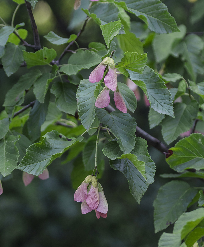 Image of Acer tataricum specimen.
