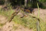 Echinochloa crus-galli. Верхушка побега с соцветием. Беларусь, Витебская обл., окр. дер. Сурмино, край вырубки на месте елово-соснового леса, между колеями песчаной грунтовой дороги. 12.08.2025.