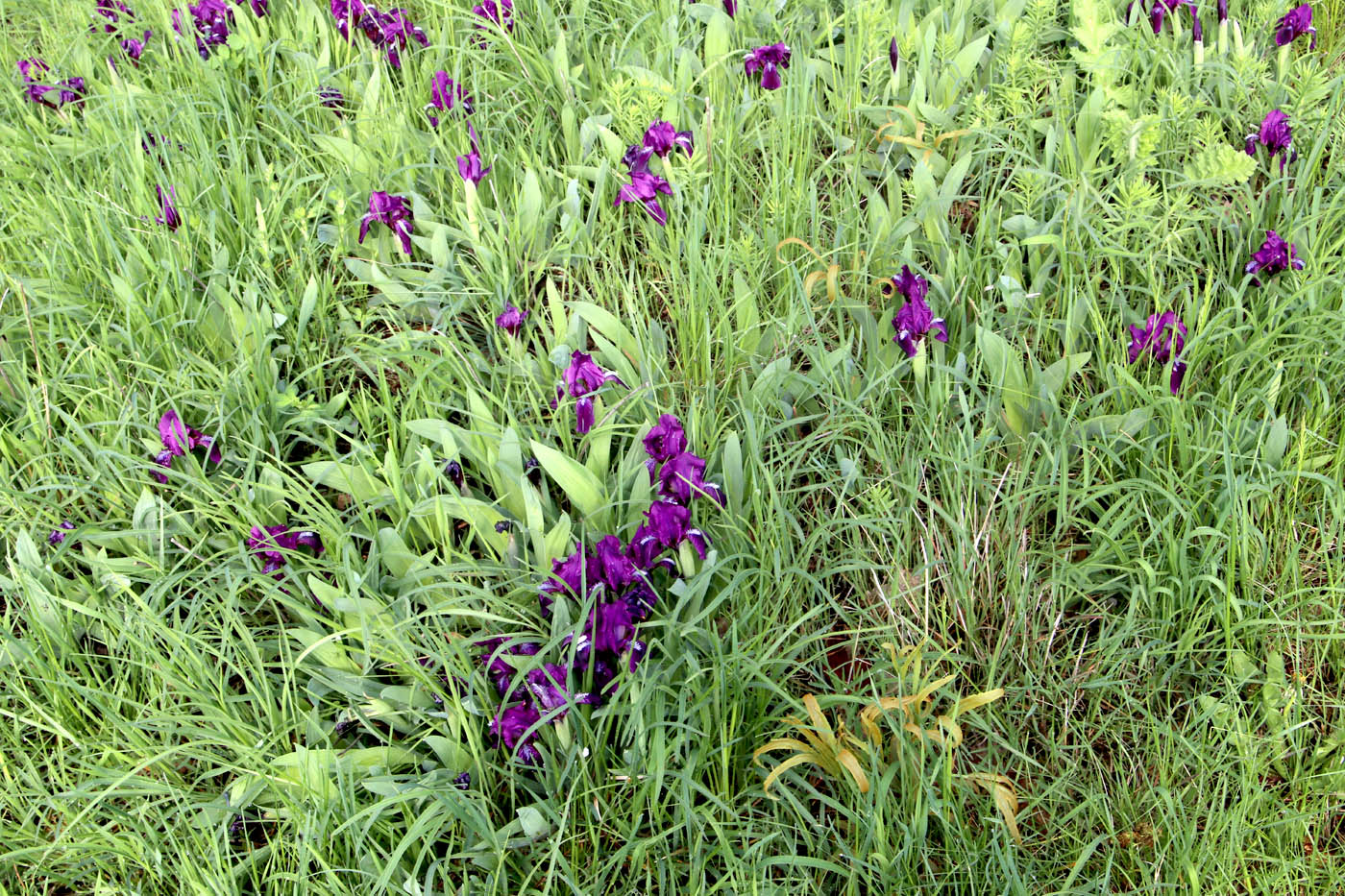 Изображение особи Iris aphylla.