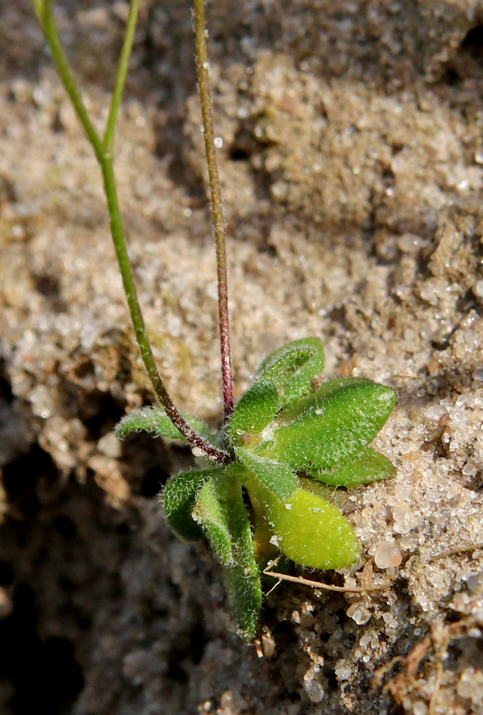 Image of Erophila verna specimen.