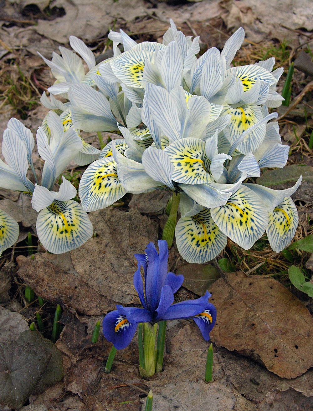 Image of Iridodictyum &times; catharinae specimen.
