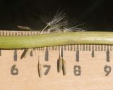 Смотреть изображение Taraxacum confusum