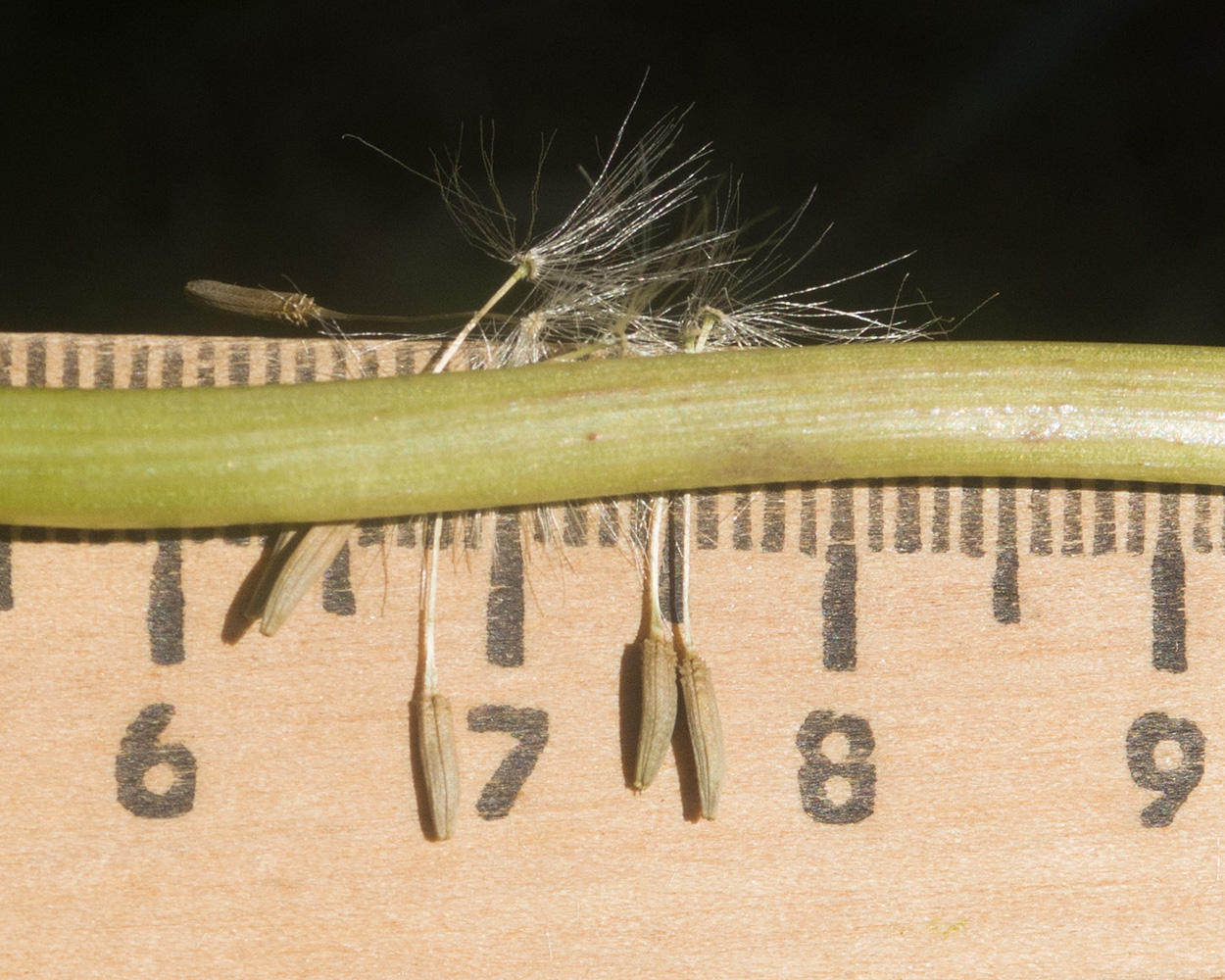 Изображение особи Taraxacum confusum.