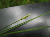 Carex leporina. Верхушка растения с соцветиями (Carex leporina f. argyroglochin =C. argyroglochin Hornem.). Костромская обл., заповедник \"Кологривский лес\", производный березняк осоково-сфагновый на месте бывшей УЖД. 25 июня 2010 г.