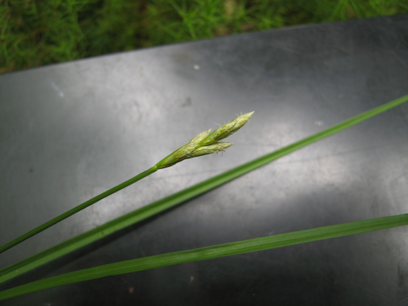Image of Carex leporina specimen.