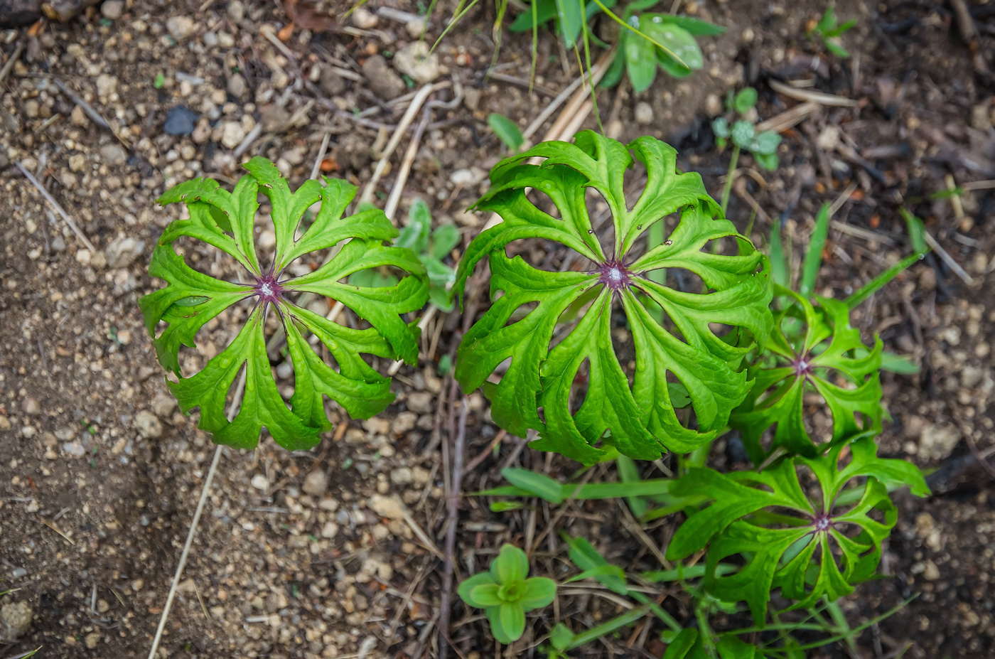Изображение особи Syneilesis aconitifolia.