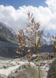 Calamagrostis balkharica