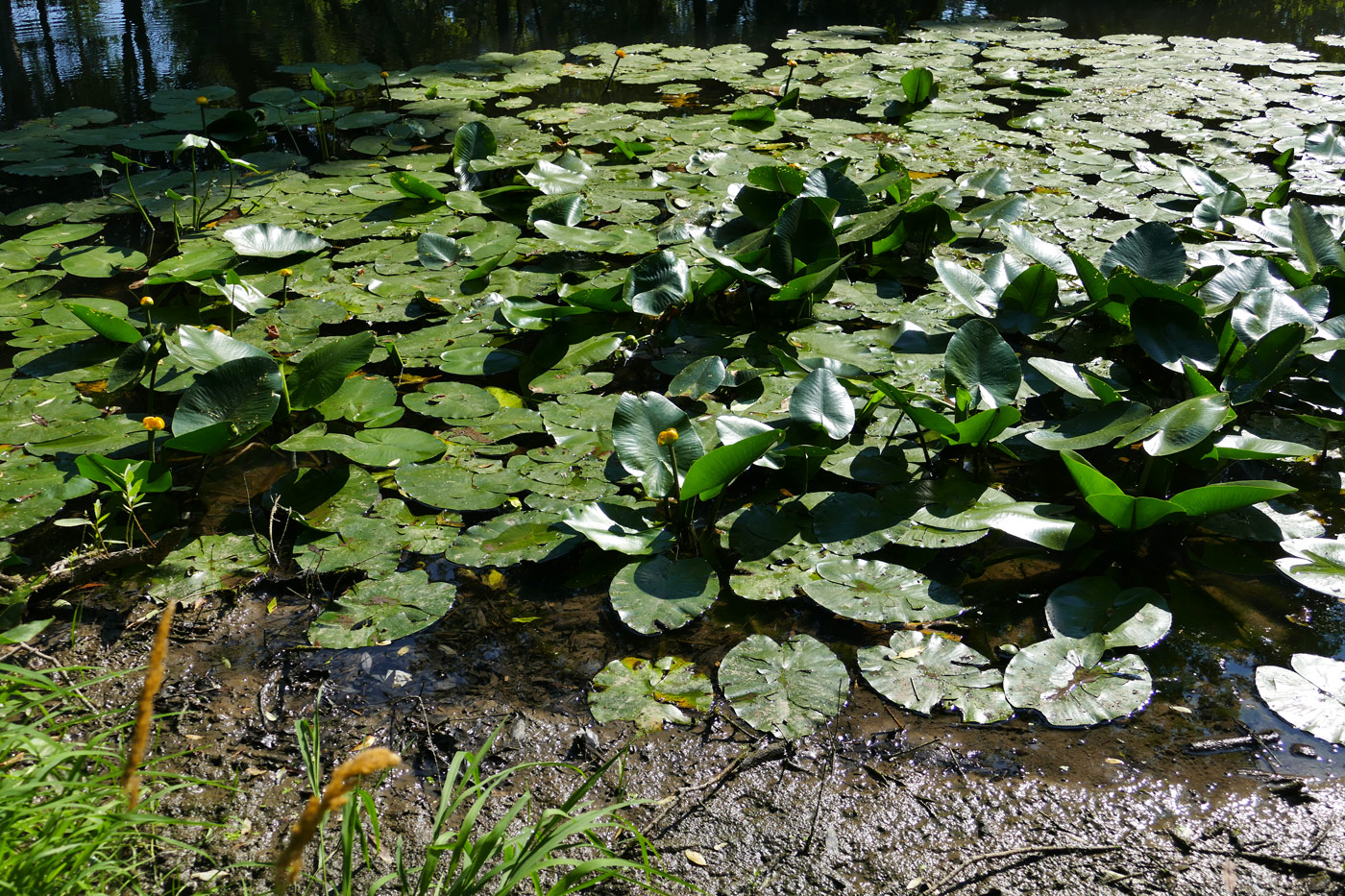Image of Nuphar lutea specimen.