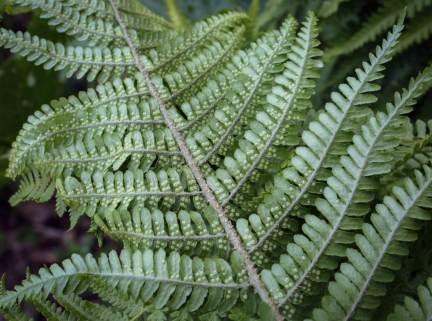 Изображение особи род Dryopteris.