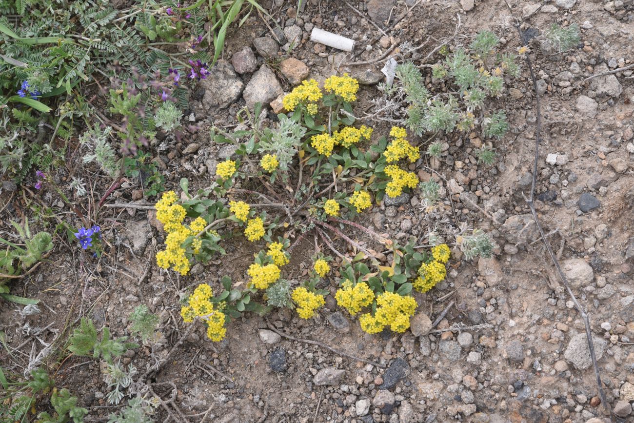 Изображение особи Odontarrhena tortuosa.