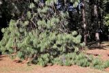 Pinus pseudostrobus. Часть дерева. Краснодарский край, г. Сочи, парк \"Дендрарий\". 21 февраля 2026 г.