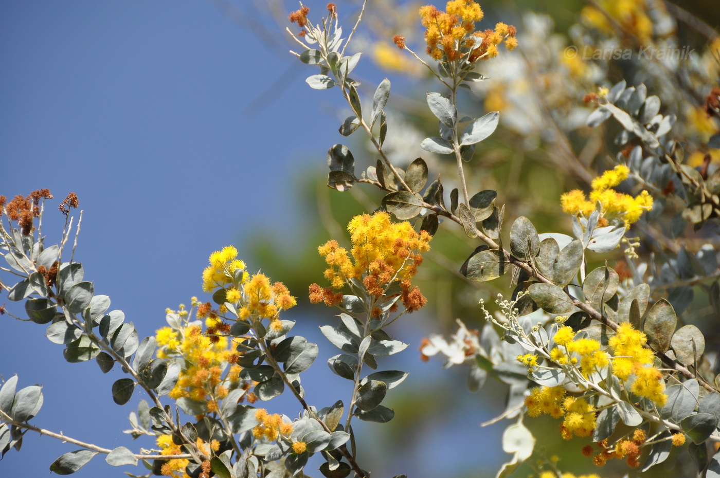Image of Acacia podalyriifolia specimen.