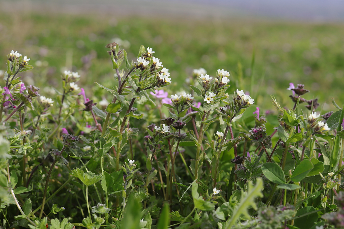 Изображение особи Buglossoides rochelii.