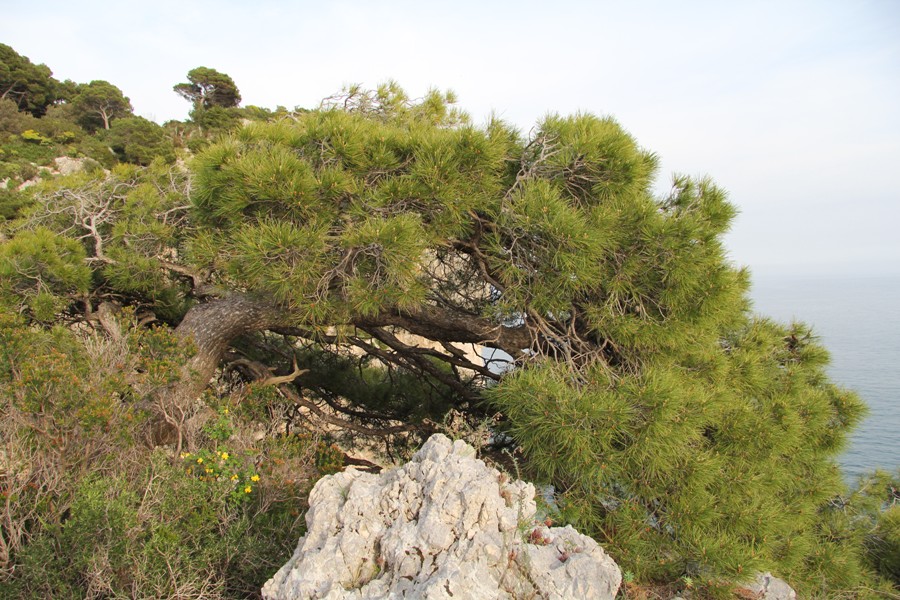 Image of Pinus halepensis specimen.