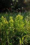 род Rhinanthus