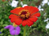 Zinnia elegans. Соцветие. Свердловская обл., окр. г. Североуральск, дачный участок. 08.08.2021.