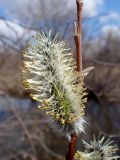 Salix miyabeana. Мужское соцветие. Хабаровский край, г. Комсомольск-на-Амуре, берег ручья Тёплый ключ. 07.05.2026.
