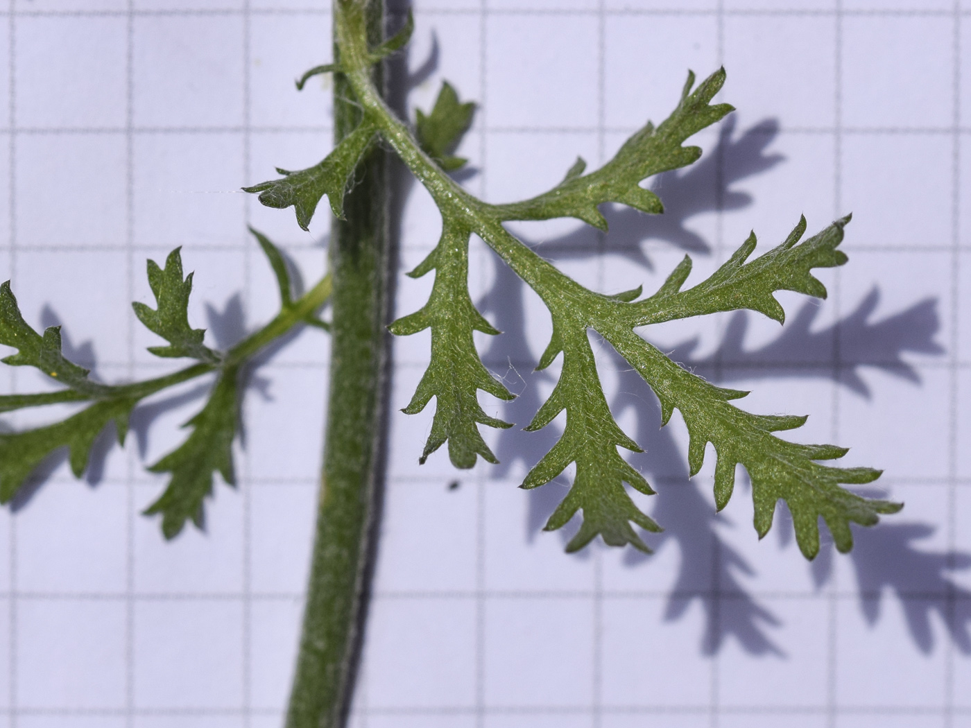 Image of Anthemis triumfetti specimen.