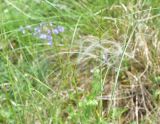 род Stipa