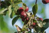 Malus niedzwetzkyana. Часть побега с незрелыми плодами с каплями дождя. Московская обл., Раменский р-н, окр. дер. Хрипань, садовый участок. 04.07.2026.