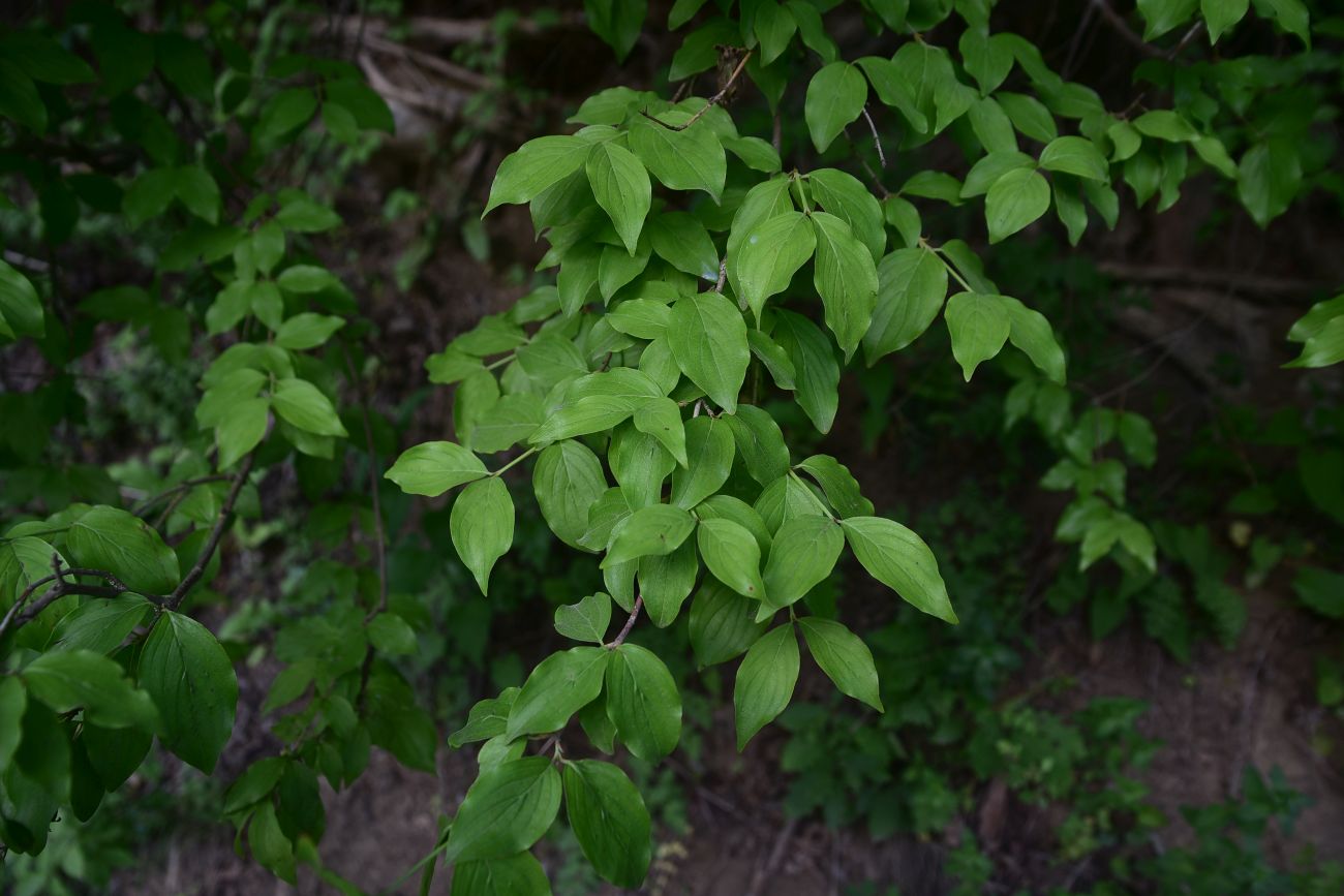 Image of Cornus mas specimen.