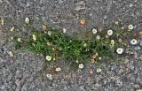 Erigeron karvinskianus. Цветущие растения. Португалия, округ Авейру, природный парк Бусаку, ≈ 500 м н.у.м., на скале. 14.06.2026.