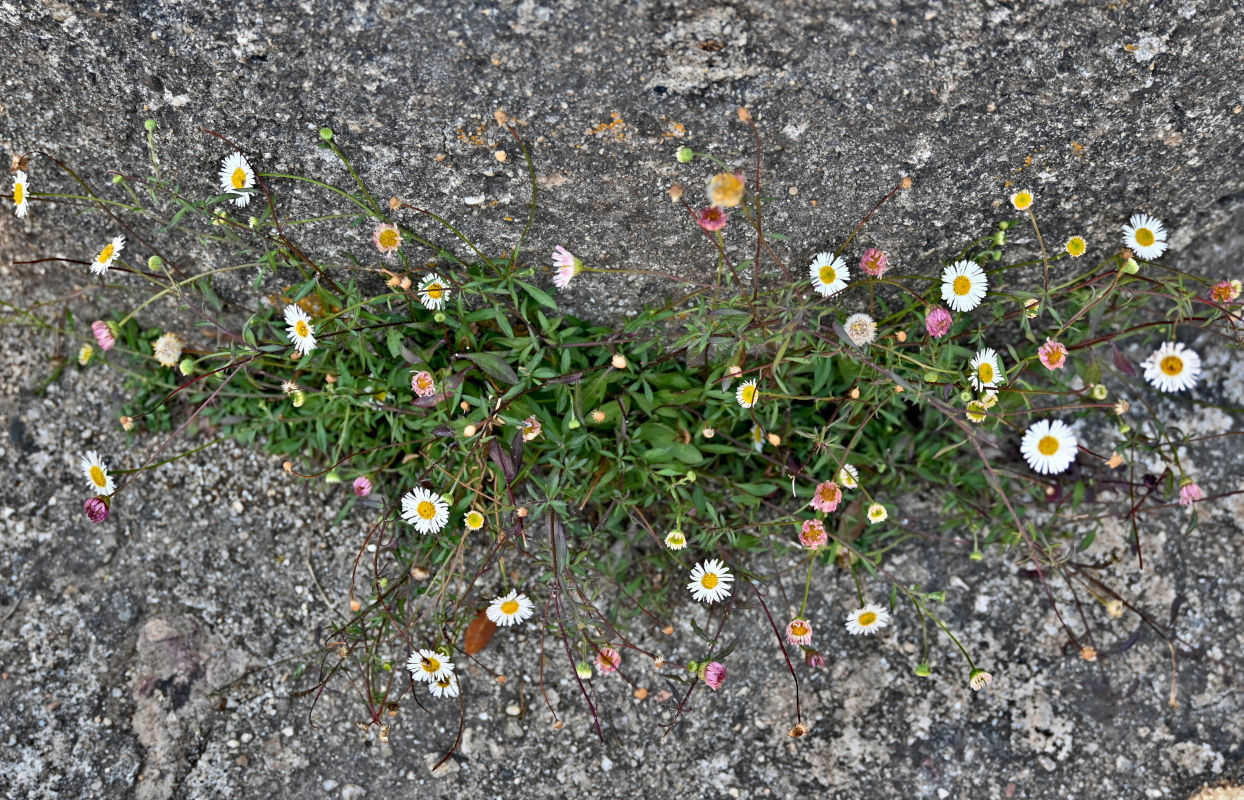 Image of Erigeron karvinskianus specimen.