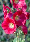 Alcea rosea. Цветки с кормящейся мухой-журчалкой. Беларусь, Брестская обл., Каменецкий р-н, дер. Бобинка, в культуре. 30.06.2026.