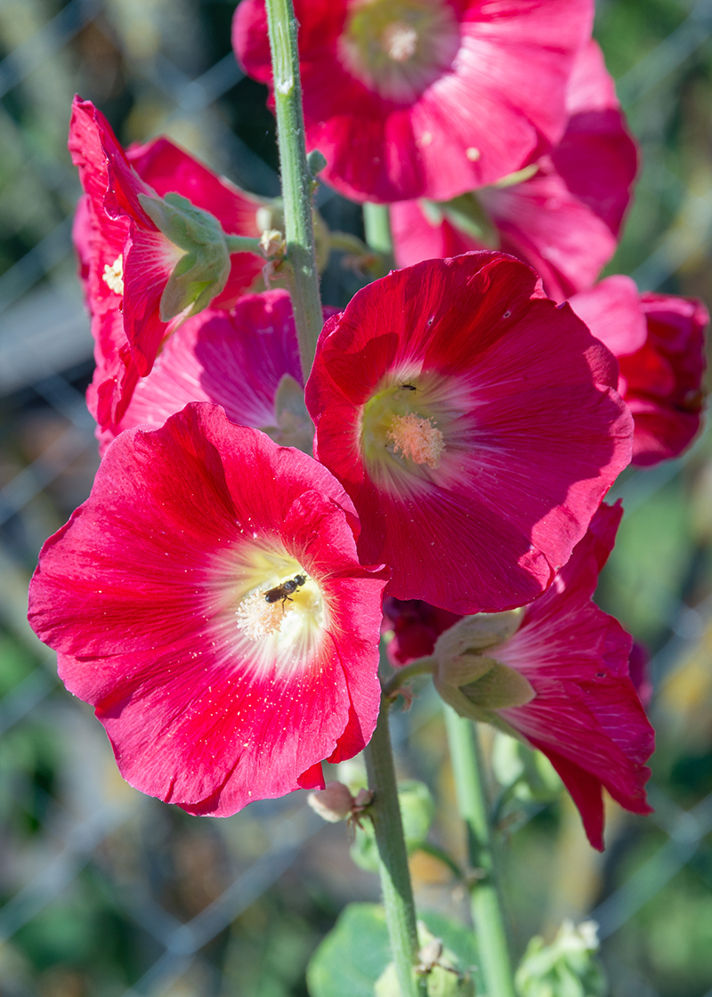 Изображение особи Alcea rosea.