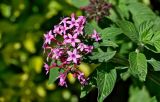 Pentas lanceolata. Верхушка побега с соцветием. Португалия, о-в Мадейра, г. Фуншал, в культуре. 10.06.2026.