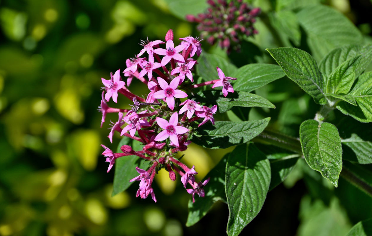 Изображение особи Pentas lanceolata.