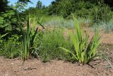 Iris pseudacorus. Растения с завязавшимися плодами. Ленинградская обл., Ломоносовский р-н, окр. Шепелёвского маяка; п-ов Каравалдай, южная оконечность, берег Финского залива, подошва берегового вала, гравийно-песчаный пляж. 20.06.2026.