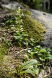 Platanthera chlorantha