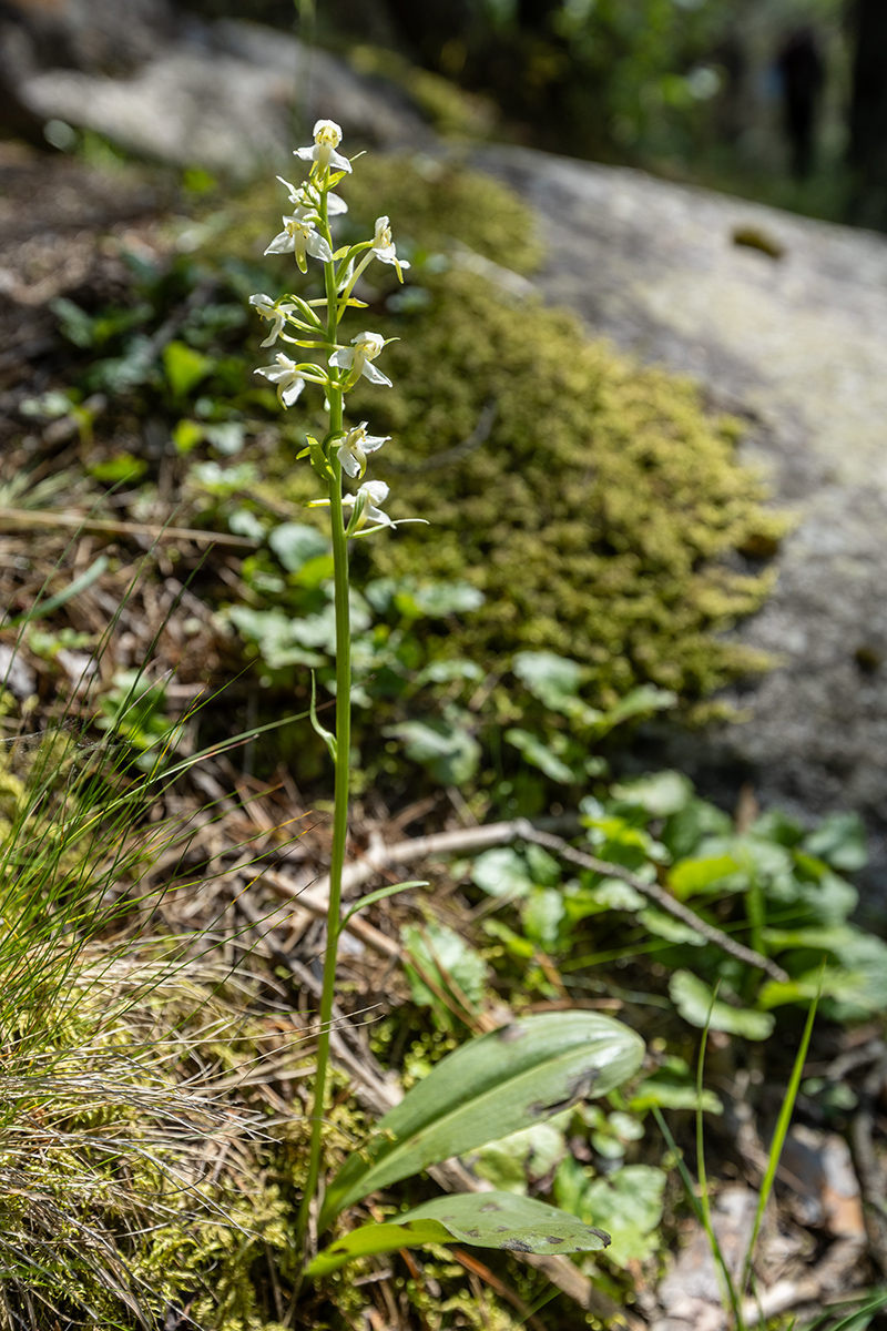 Изображение особи Platanthera chlorantha.